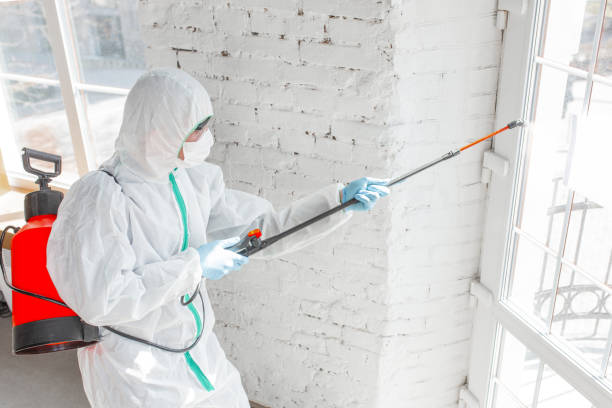 Best Mold Damage Restoration  in Norman, OK